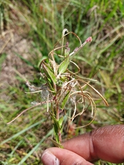 Epilobium salignum