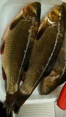Leuciscus idus