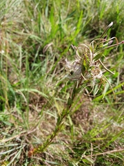 Epilobium salignum