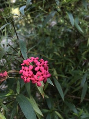 Arachnothryx leucophylla