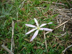 Colchicum soboliferum