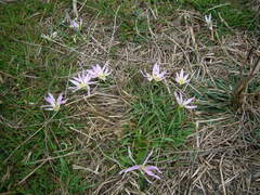 Colchicum soboliferum