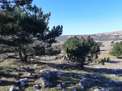 Pinus