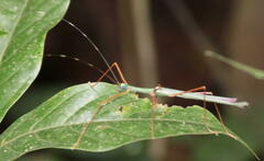 Marmessoidea moesta