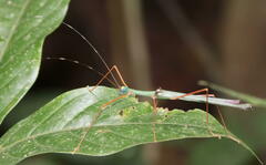 Marmessoidea moesta