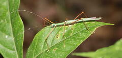 Marmessoidea moesta