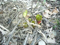 Paeonia peregrina