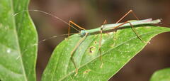 Marmessoidea moesta