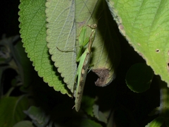 Polyspilota aeruginosa