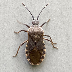 Catorhintha apicalis