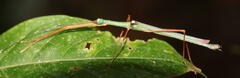 Marmessoidea moesta