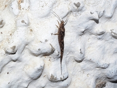 Meinertellidae