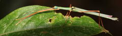 Marmessoidea moesta