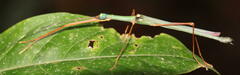 Marmessoidea moesta
