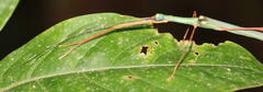 Marmessoidea moesta