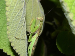 Polyspilota aeruginosa
