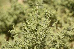 Atriplex halimus