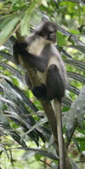 Presbytis thomasi