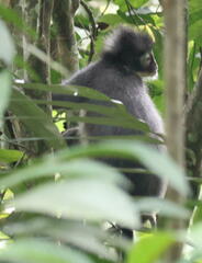 Presbytis thomasi
