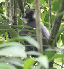 Presbytis thomasi