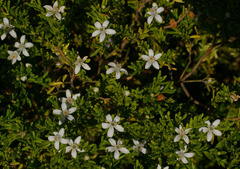 Philotheca difformis smithiana