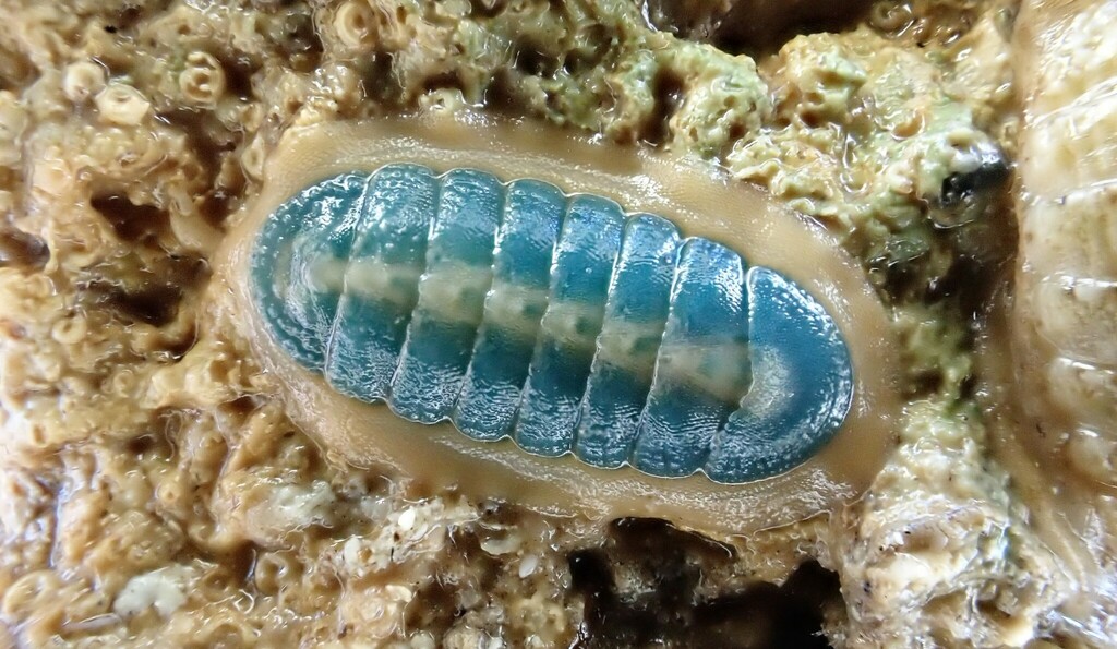 Ischnochiton subviridis
