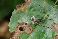 Eneopterinae
