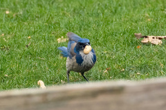 Aphelocoma californica