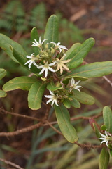 Scaevola montana