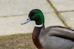 Anas platyrhynchos × acuta