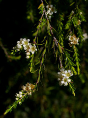 Triplarina imbricata