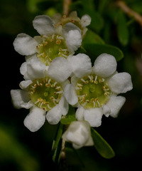 Triplarina imbricata