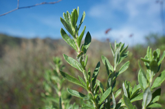 Eriogonum fasciculatum foliolosum