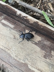 Coelocnemis dilaticollis