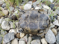 Testudo graeca armeniaca