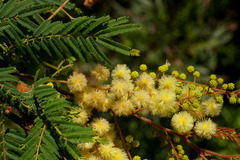 Acacia oshanesii