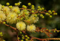 Acacia oshanesii