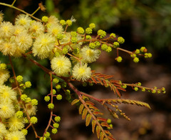 Acacia oshanesii