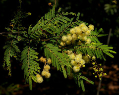 Acacia oshanesii