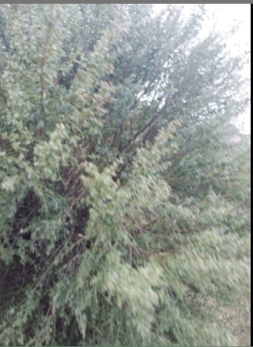 iNaturalist observation photo of coyote brush