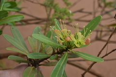 Xanthostemon aurantiacus