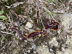 Arthurdendyus testaceus