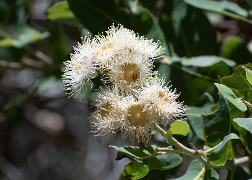 Dwarf apple (Angophora hispida)