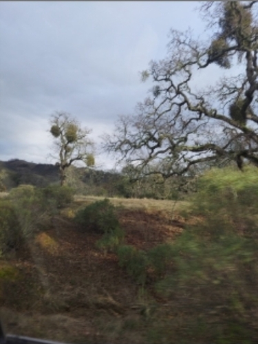 iNaturalist observation photo of viscaceous mistletoes