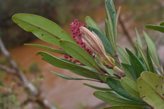 Cunonia purpurea