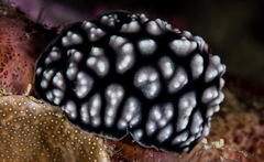 Phyllidiella