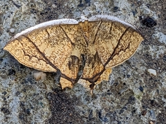Thinopteryx crocoptera