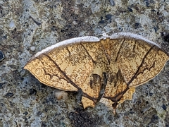 Thinopteryx crocoptera