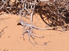 Meroles ctenodactylus