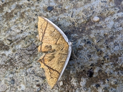 Thinopteryx crocoptera